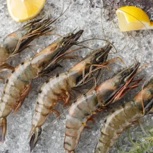 Fresh Tiger Prawns